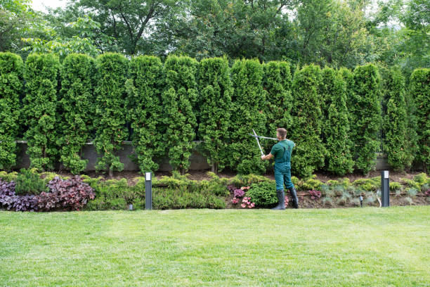 Best Tree and Shrub Care  in Waynesburg, PA