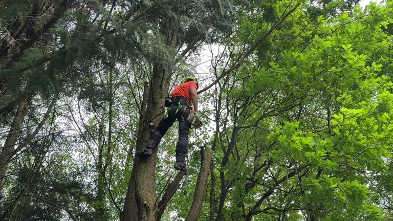 Best Fruit Tree Pruning  in Waynesburg, PA