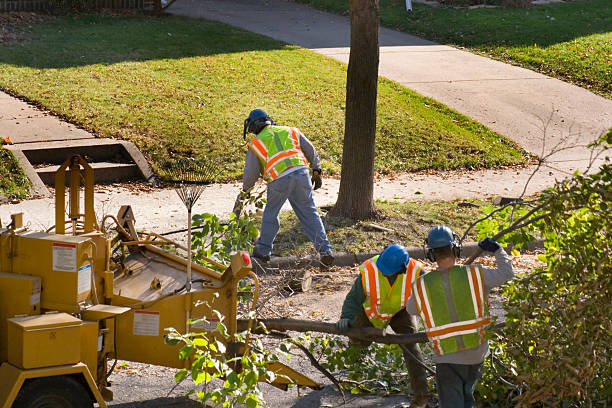 Best Tree Risk Assessment  in Waynesburg, PA